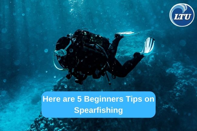 Here are 5 Beginners Tips on Spearfishing